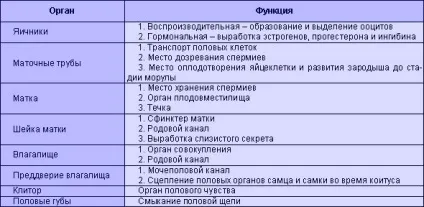 Маточні труби