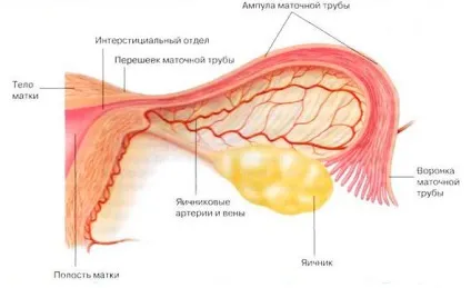 Маточні труби