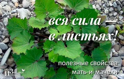 Мати-й-мачуха від кашлю, блог Ірини Зайцевої (мати-й-мачуха) Мати-й-мачуха від кашлю, блог Ірини Зайцевої