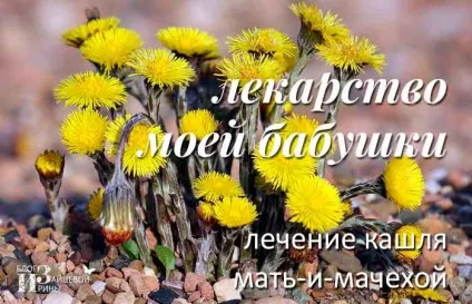 Мати-й-мачуха від кашлю, блог Ірини Зайцевої (мати-й-мачуха від кашлю) Мати-й-мачуха від кашлю, блог Ірини Зайцевої