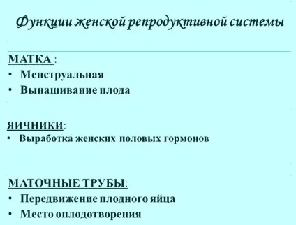 Маточні труби