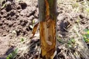 Миші погризли яблуню, що робити, як врятувати дерево, захист від мишей (врятувати) Миші погризли яблуню, що робити, як врятувати дерево, захист від мишей