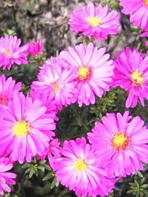 Багаторічні айстри фото квіток, сорти багаторічних айстр і їх види