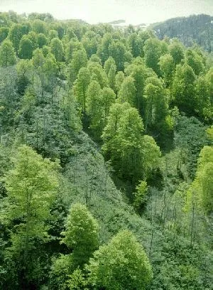Світові запаси деревини (світові) Світові запаси деревини
