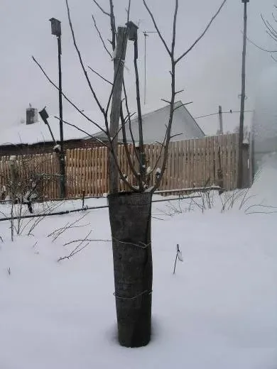 Миші погризли яблуню, що робити, як врятувати дерево, захист від мишей (захист) Миші погризли яблуню, що робити, як врятувати дерево, захист від мишей