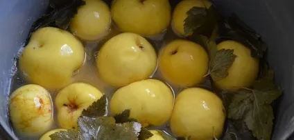 Мочені яблука в домашніх умовах