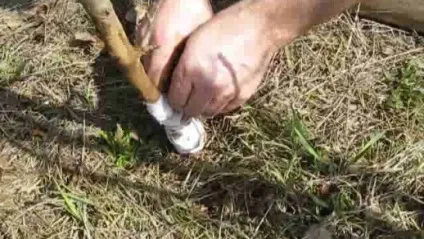 Миші погризли яблуню, що робити, як врятувати дерево, захист від мишей (яблуню) Миші погризли яблуню, що робити, як врятувати дерево, захист від мишей
