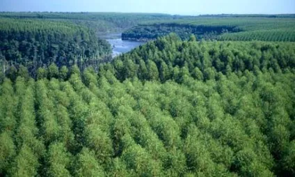 Світові запаси деревини (деревини Лісові ресурси) Світові запаси деревини
