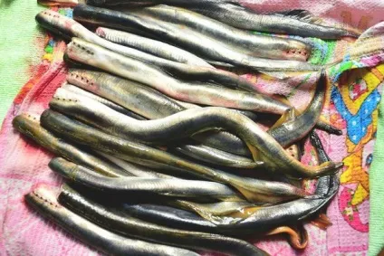 Міноги мариновані рецепт з фото, як приготувати вдома (міноги рецепт приготування) Міноги мариновані рецепт з фото, як приготувати вдома