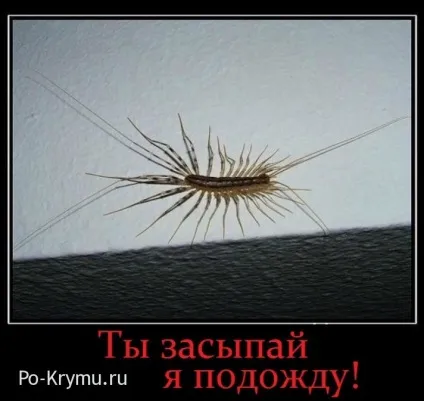 Багатоніжки криму - сколопендри, кивсяки, мухоловки (сколопендри) Багатоніжки криму - сколопендри, кивсяки, мухоловки