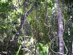 Морфологічна структура співтовариств (морфологічна) Морфологічна структура співтовариств