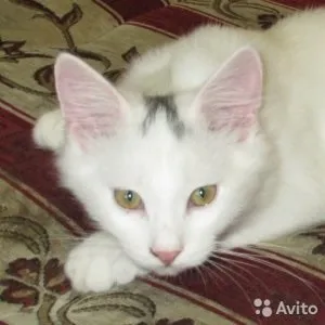 Чи можна кастрованим котам варену рибу, котячий помічник (варену) Чи можна кастрованим котам варену рибу, котячий помічник