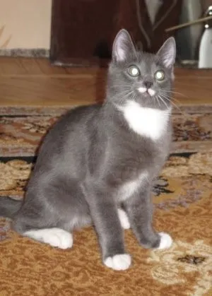 Чи можна кастрованим котам варену рибу, котячий помічник (кастрованим) Чи можна кастрованим котам варену рибу, котячий помічник