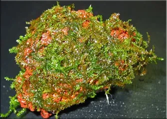 мох яванський