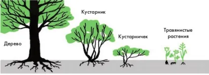 Морфологічна структура співтовариств (структура) Морфологічна структура співтовариств