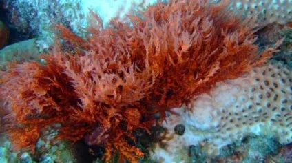 Морські водорості корисні властивості і види (морські) Морські водорості корисні властивості і види