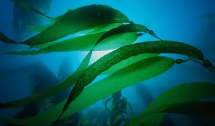 Морська капуста для особи - кращі рецепти масок (капуста) Морська капуста для особи - кращі рецепти масок