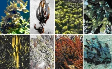 Морські водорості корисні властивості і види (види морських водоростей) Морські водорості корисні властивості і види