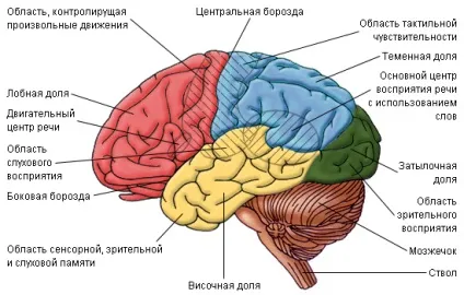 Мозкові зони, нервові провідні шляхи, моторні зони головного мозку (нервові) Мозкові зони, нервові провідні шляхи, моторні зони головного мозку