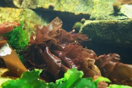 Морські водорості корисні властивості і види (морські) Морські водорості корисні властивості і види