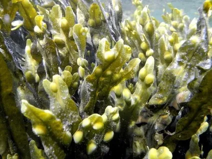 Морські водорості корисні властивості і види (морські водорості) Морські водорості корисні властивості і види
