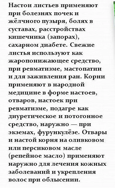 Народне лікування лопухом (лопухом) Народне лікування лопухом