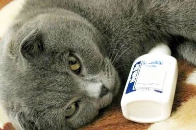 Нежить у кошеняти