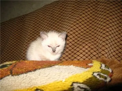 Нежить у кошеняти