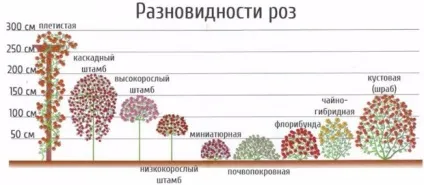 На які групи діляться троянди, класифікація кольорів (Старі садові троянди) На які групи діляться троянди, класифікація кольорів