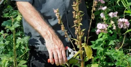 Наперстянка багаторічна вирощування з насіння, догляд і способи розмноження (наперстянка) Наперстянка багаторічна вирощування з насіння, догляд і способи розмноження