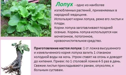 Народне лікування лопухом (грамів подрібнених коренів) Народне лікування лопухом