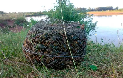 На що ловити раків в раколовки - кращі приманки і наживки (раків) На що ловити раків в раколовки - кращі приманки і наживки