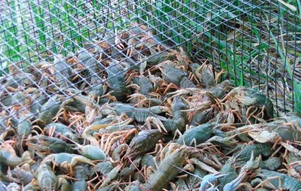 На що ловити раків в раколовки - кращі приманки і наживки (приманки) На що ловити раків в раколовки - кращі приманки і наживки