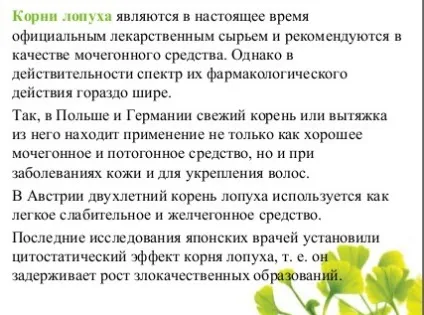 Народне лікування лопухом (лікування коренем лопуха) Народне лікування лопухом