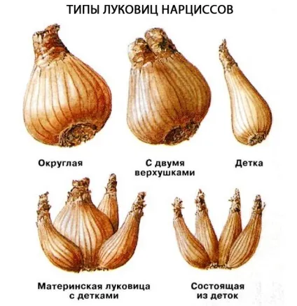 Нарциси розкриваємо секрети рясного цвітіння (нарциси) Нарциси розкриваємо секрети рясного цвітіння