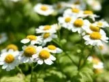 Незвичайний ефект від вмивання ромашкою, just my beauty (ромашкою) Незвичайний ефект від вмивання ромашкою, just my beauty