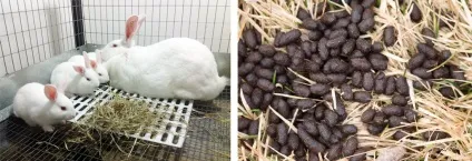 Гній як добриво переробка, застосування коров'ячого, свинячого, кролячого (гній) Гній як добриво переробка, застосування коров'ячого, свинячого, кролячого