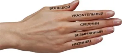 Назва пальців на руці російською та англійською (руці) Назва пальців на руці російською та англійською