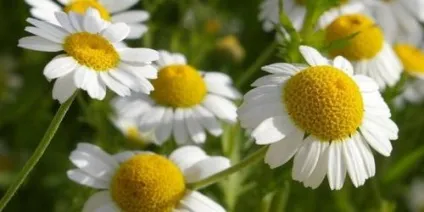 Незвичайний ефект від вмивання ромашкою, школа краси