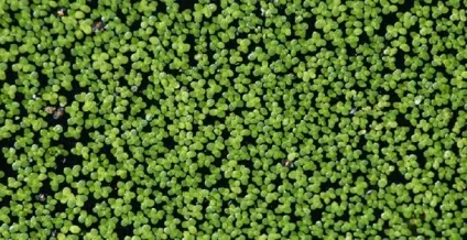 Невибагливі рослини для акваріума, за якими просто доглядати (просто) Невибагливі рослини для акваріума, за якими просто доглядати