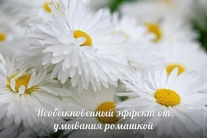 Незвичайний ефект від вмивання ромашкою (використовують протирання особи) Незвичайний ефект від вмивання ромашкою