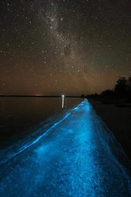Неймовірний феномен світіння моря (організмів) Неймовірний феномен світіння моря