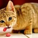 Новонароджені кошенята догляд і годування, фото, ціна, сіамські, сфінкса, шотландські висловухі, (годування) Новонароджені кошенята догляд і годування, фото, ціна, сіамські, сфінкса, шотландські висловухі,