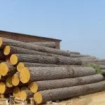 Обрізний і необрізний пиломатеріал, їх характеристики, Продрому - Лозова