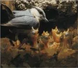 Звичайний поползень (птах)