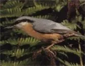 Звичайний поползень (птах)