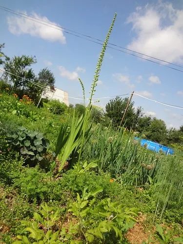 Обговорення що ж у нас виросло на (обговорення) Обговорення що ж у нас виросло на