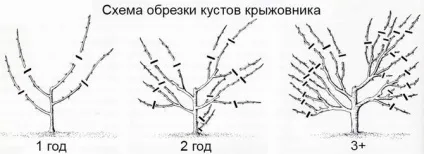 Обрізка агрусу як правильно формувати кущ (формувати) Обрізка агрусу як правильно формувати кущ