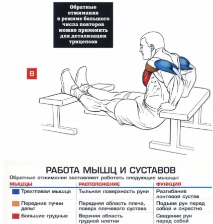 Зворотні віджимання для трицепса техніка виконання, користь, можливі помилки (техніка) Зворотні віджимання для трицепса техніка виконання, користь, можливі помилки