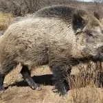 Полювання на кабана з лайками відео, натаска і отруїла собак, правила випробування та інші нюанси (натаска) Полювання на кабана з лайками відео, натаска і отруїла собак, правила випробування та інші нюанси